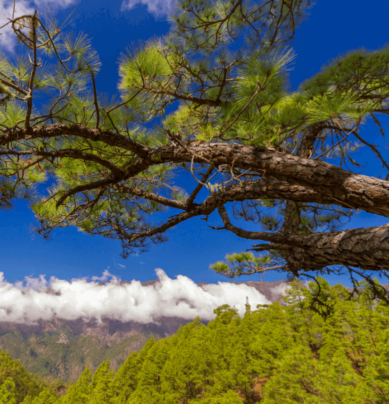 Taburiente. La Palma