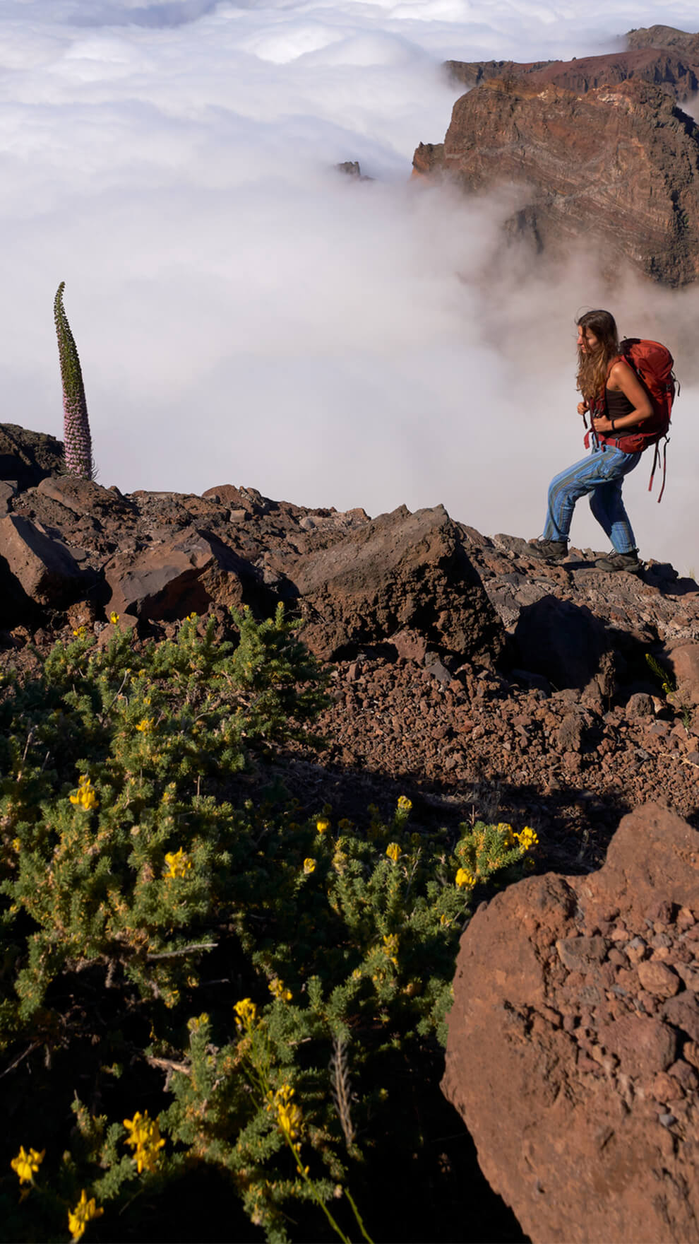 Excursión en coche al Roque de Los Muchachos en La Palma - cabecera