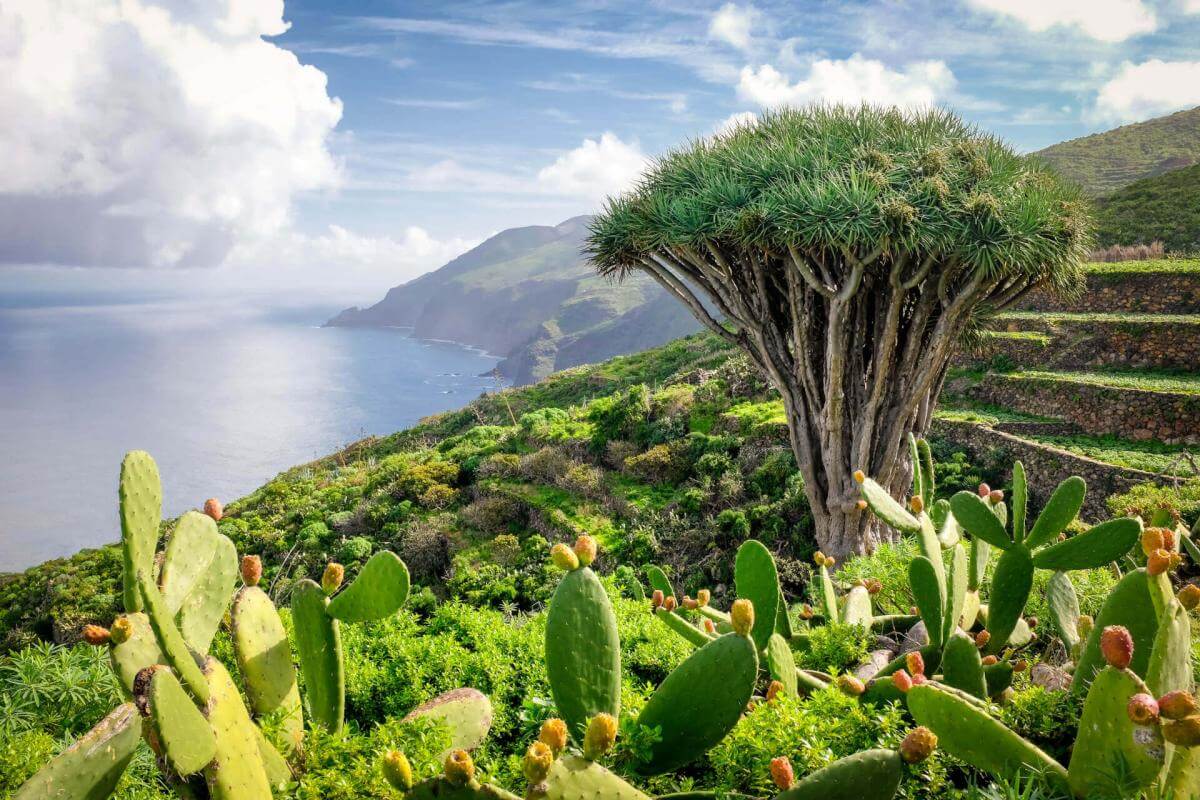 El Tablado, La Palma 