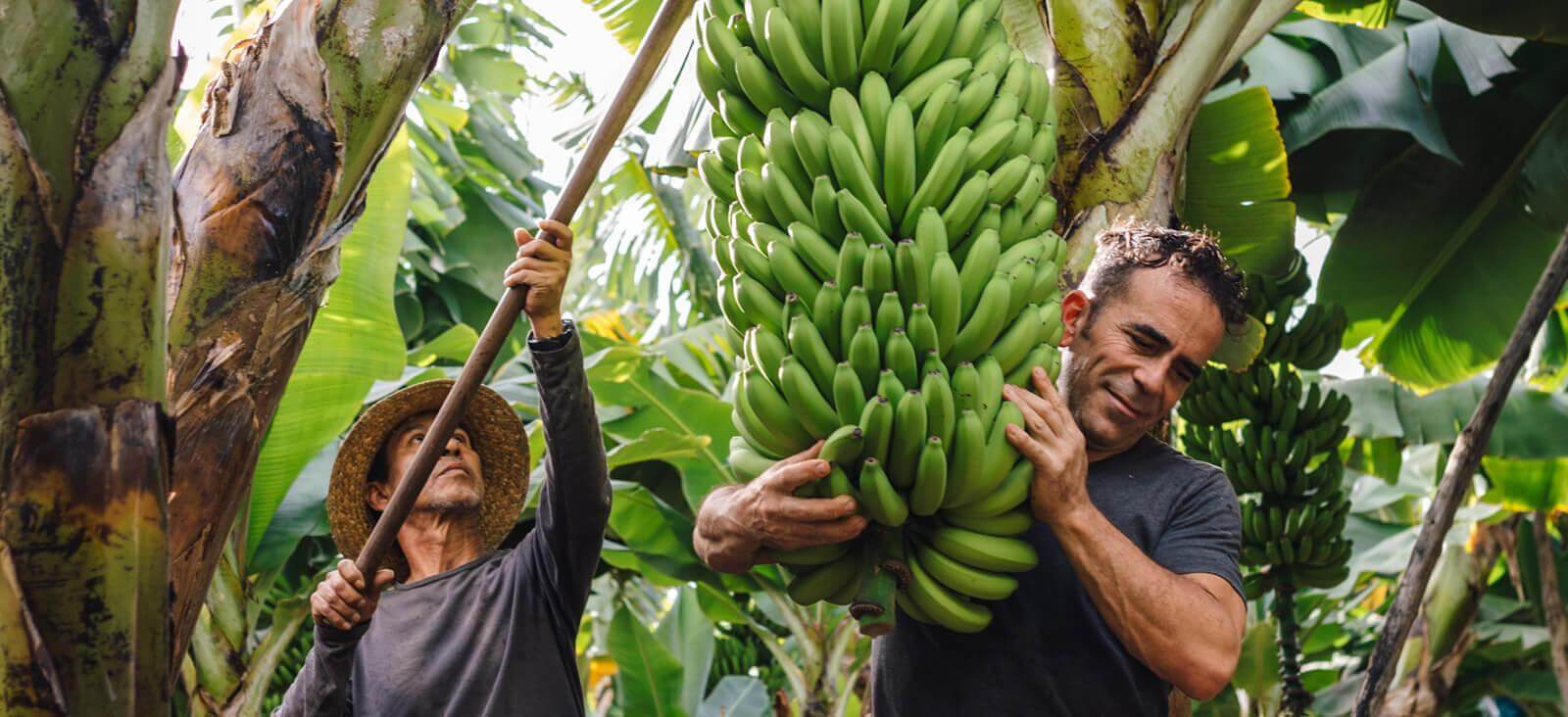 Banana plants. La Palma