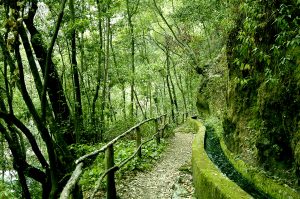 Besuchen Sie La Palma – Naturpark Las Nieves – Tilos-Wald (Umweltinformationspunkt)