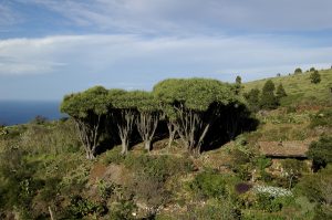 Visit La Palma - Las Tricias – Buracas (parte de la etapa 4 del GR 130)